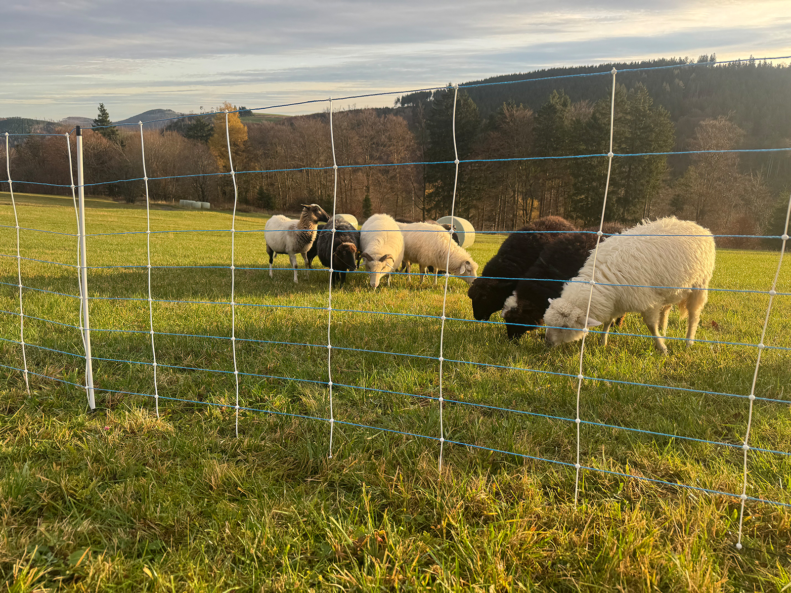 Filet à moutons EuroNetz Kombi 50m bleu à double pointe