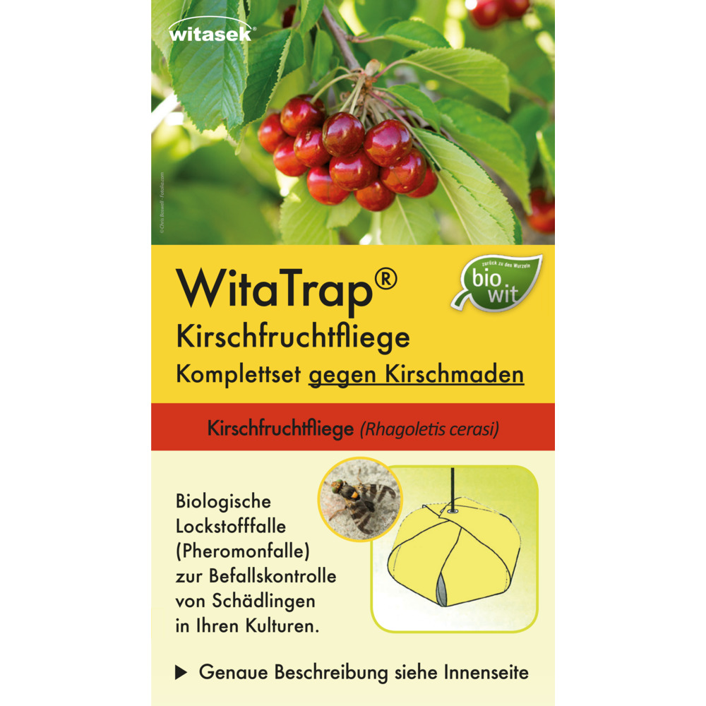 Cherry fruit fly complete set (Rhagoletis cerasi)