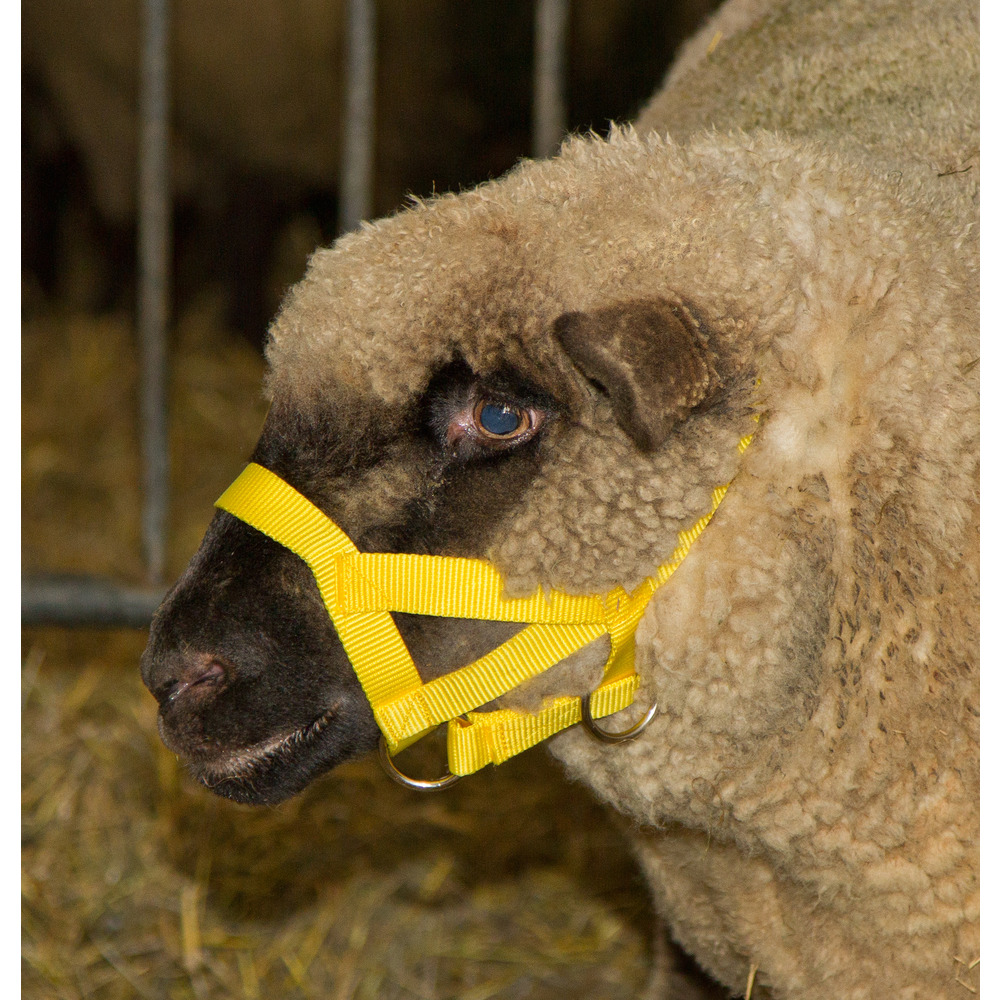 Kopfhalfter aus Nylon