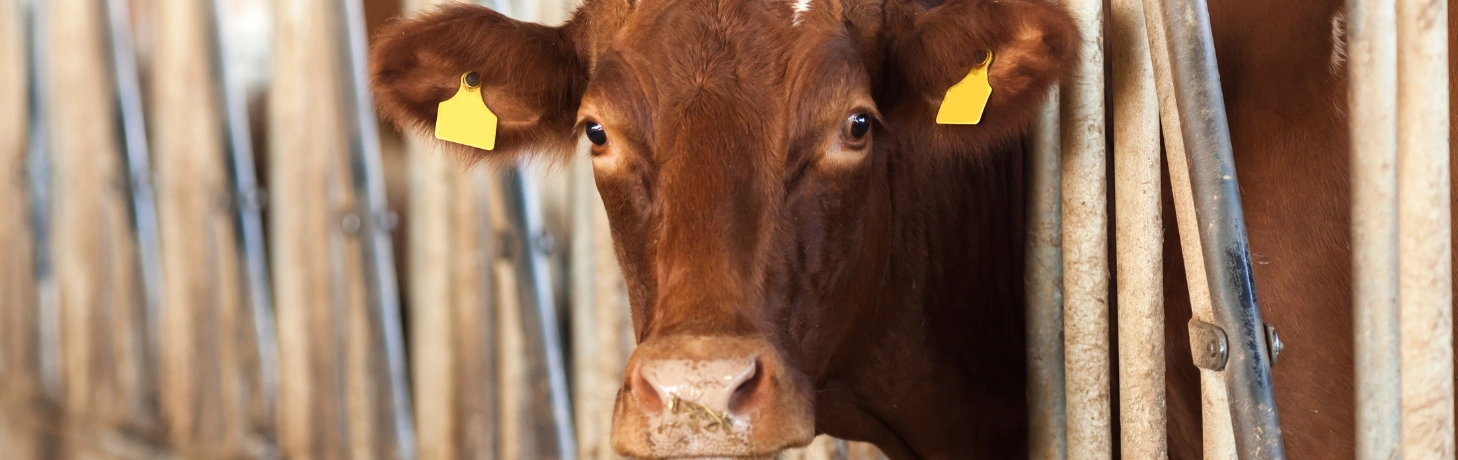 Fai il bene dei tuoi animali!