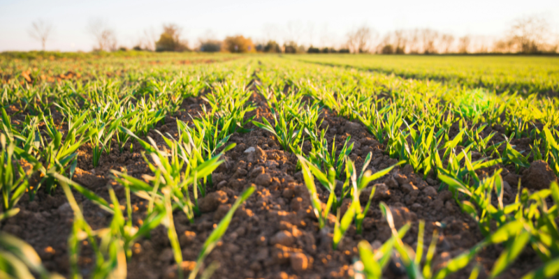 Ratgeber_Was ist neu bei der Pflanzenschutzmittelaufzeichnung