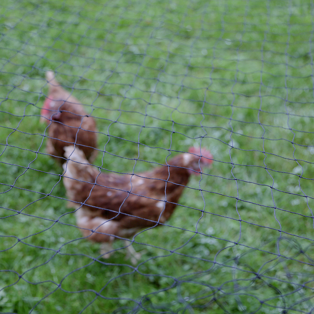 Raubvolgelabwehrnetz