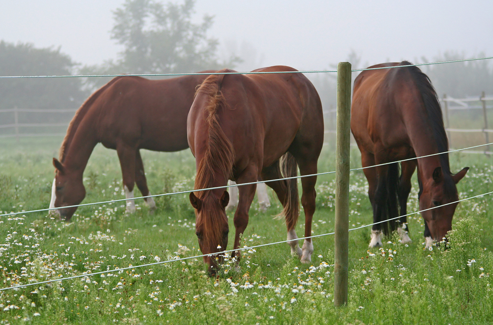 Horse Wire TopLine 6 mm / 200 m