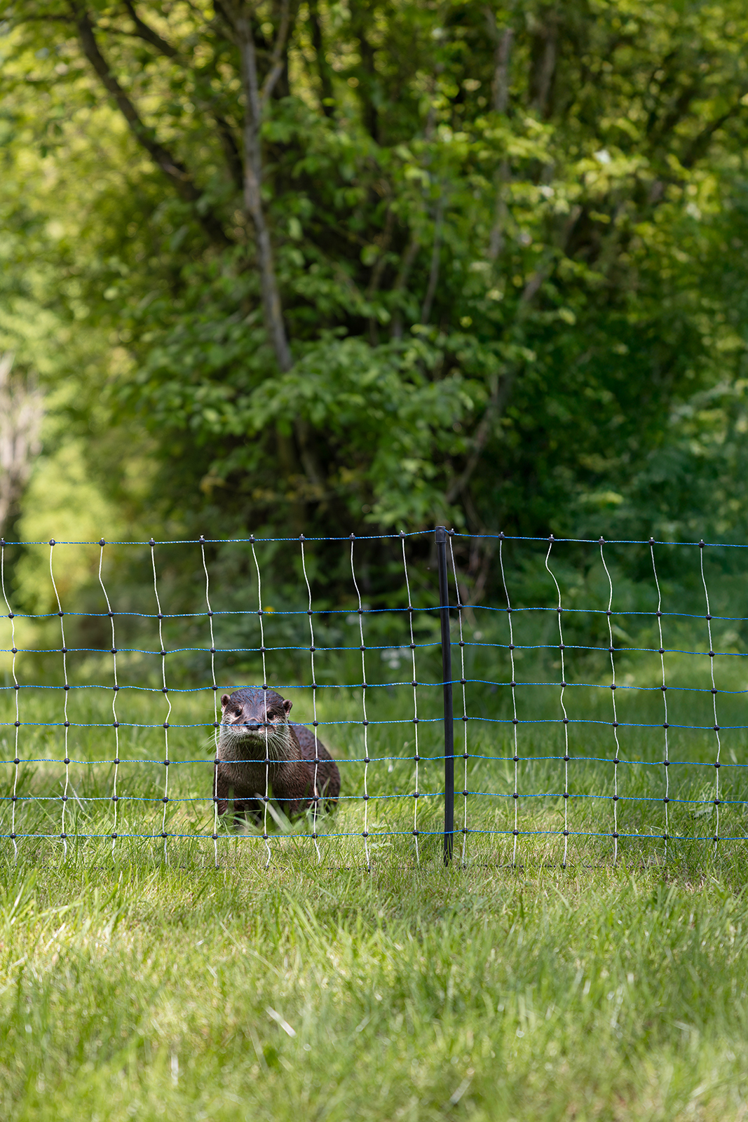 Otter-Abwehrnetz elekrifizierbar 50 m