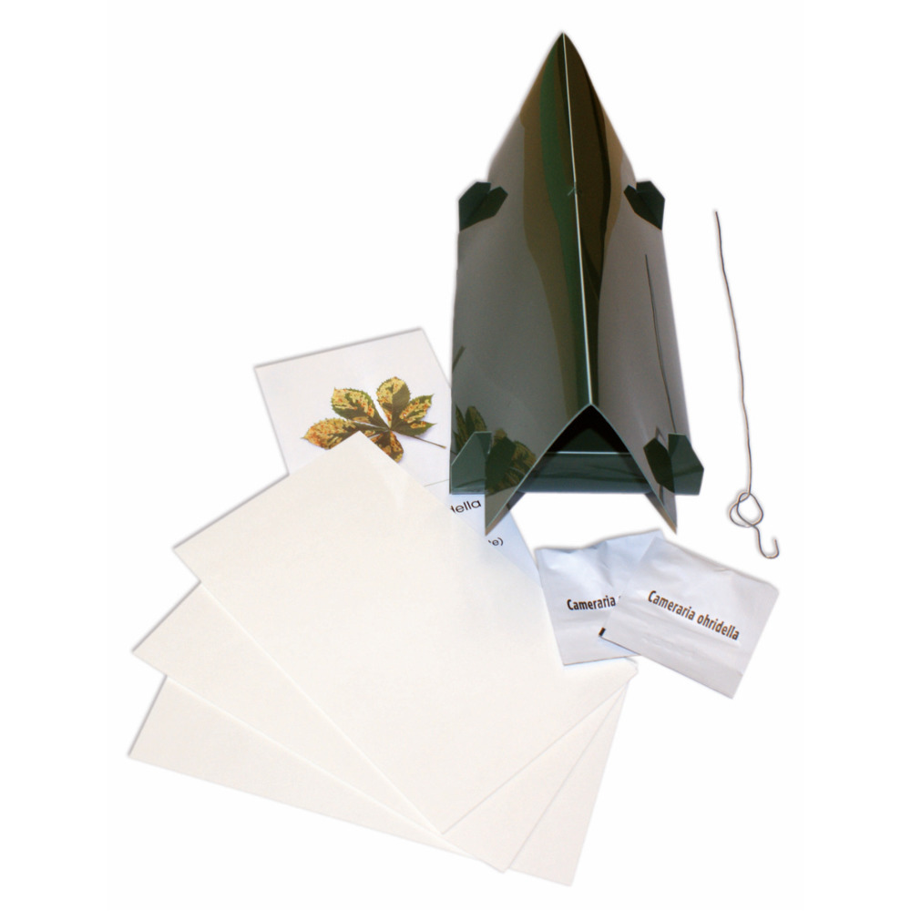 Chestnut leaf miner complete set