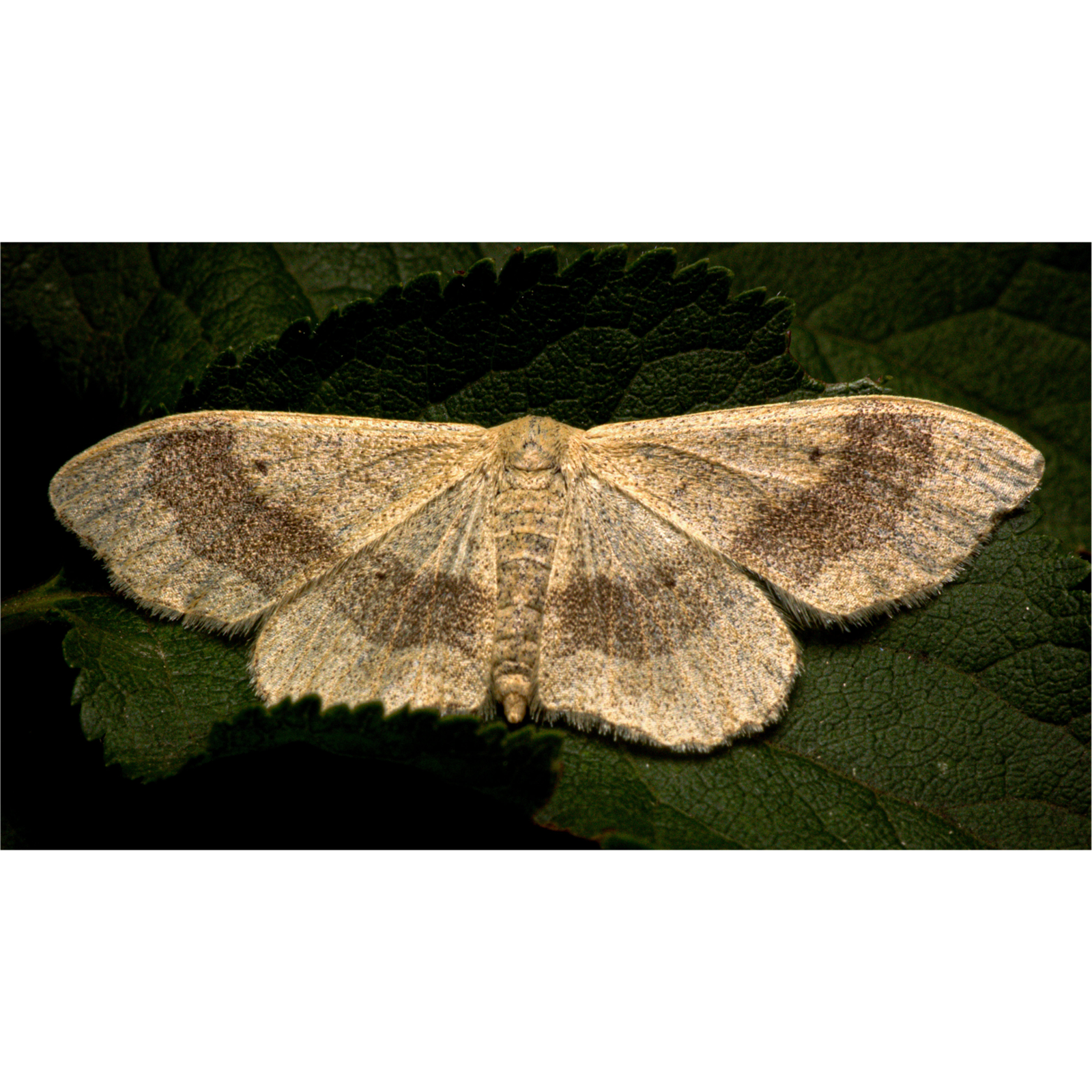 Pheromon Pomowit Apfelwickler