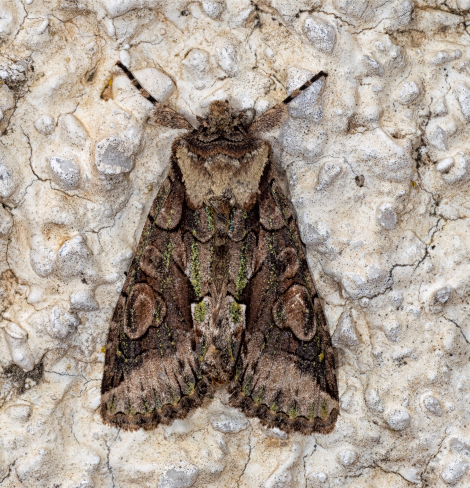 Pheromon Grapowit Pflaumenwickler