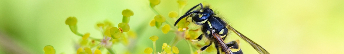 Insekten? Nicht mit uns!