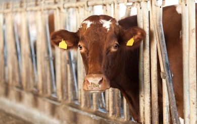 Für das Wohl Deiner Tiere!