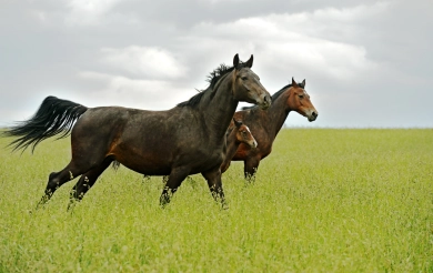 Pferdefutter Aktion!