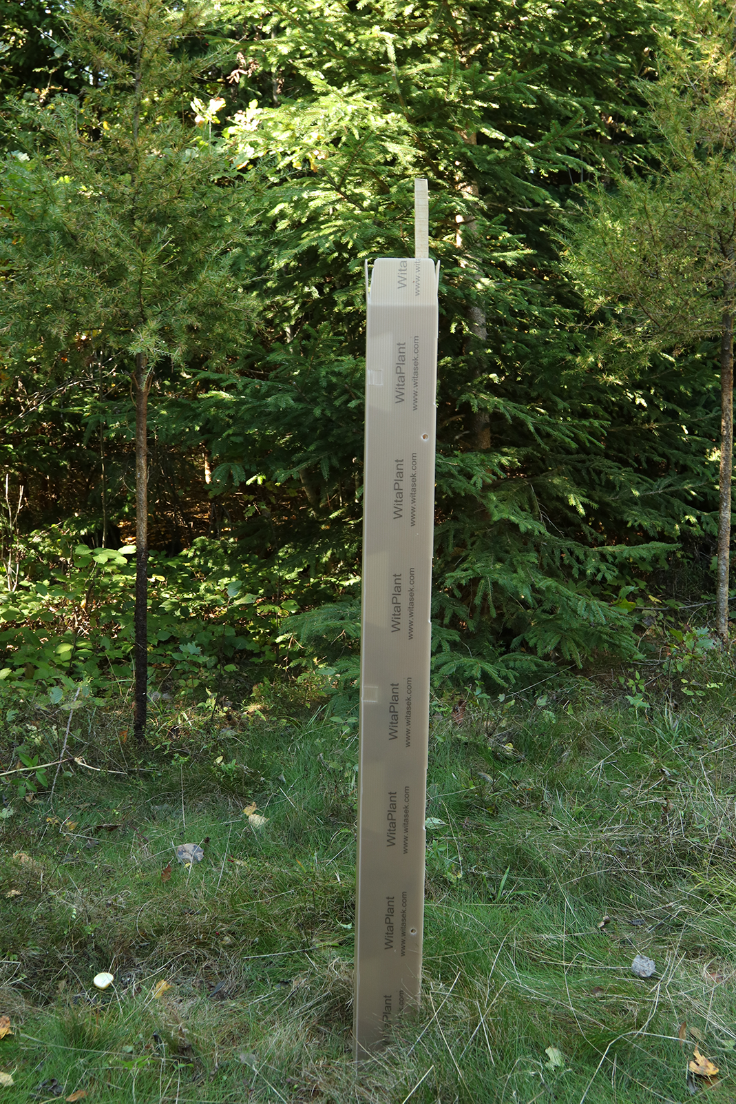 Baumschutzsäule MV Laubholz