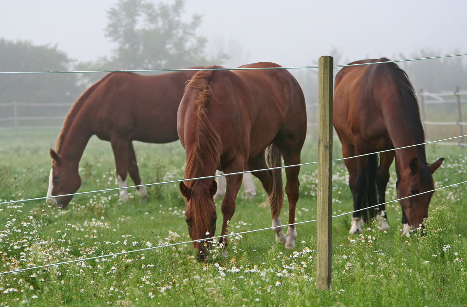 Horse Wire Premium 8 mm / 250 m