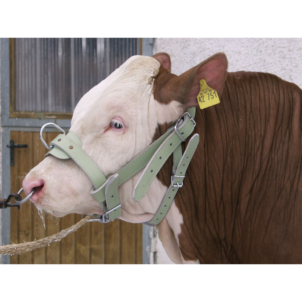 Bullenhalfter