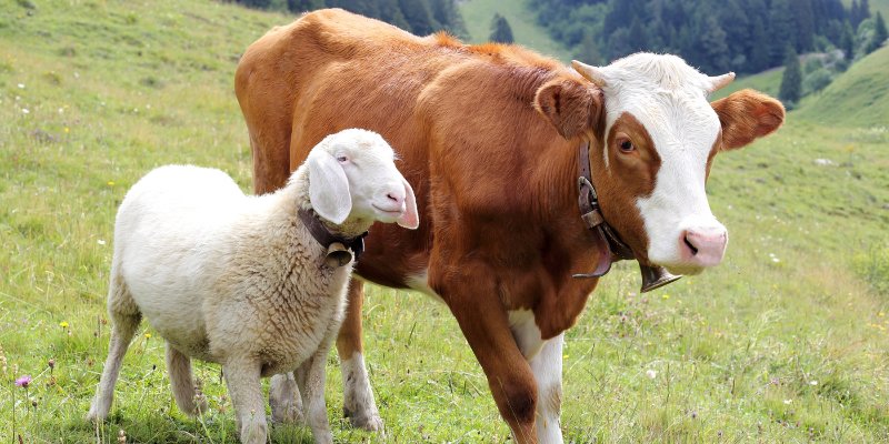 Mutterkuh mit Kalb auf Bergwiese
