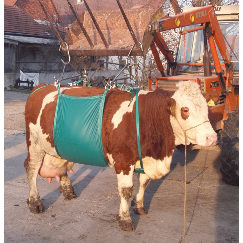 Kuhhebevorrichtung