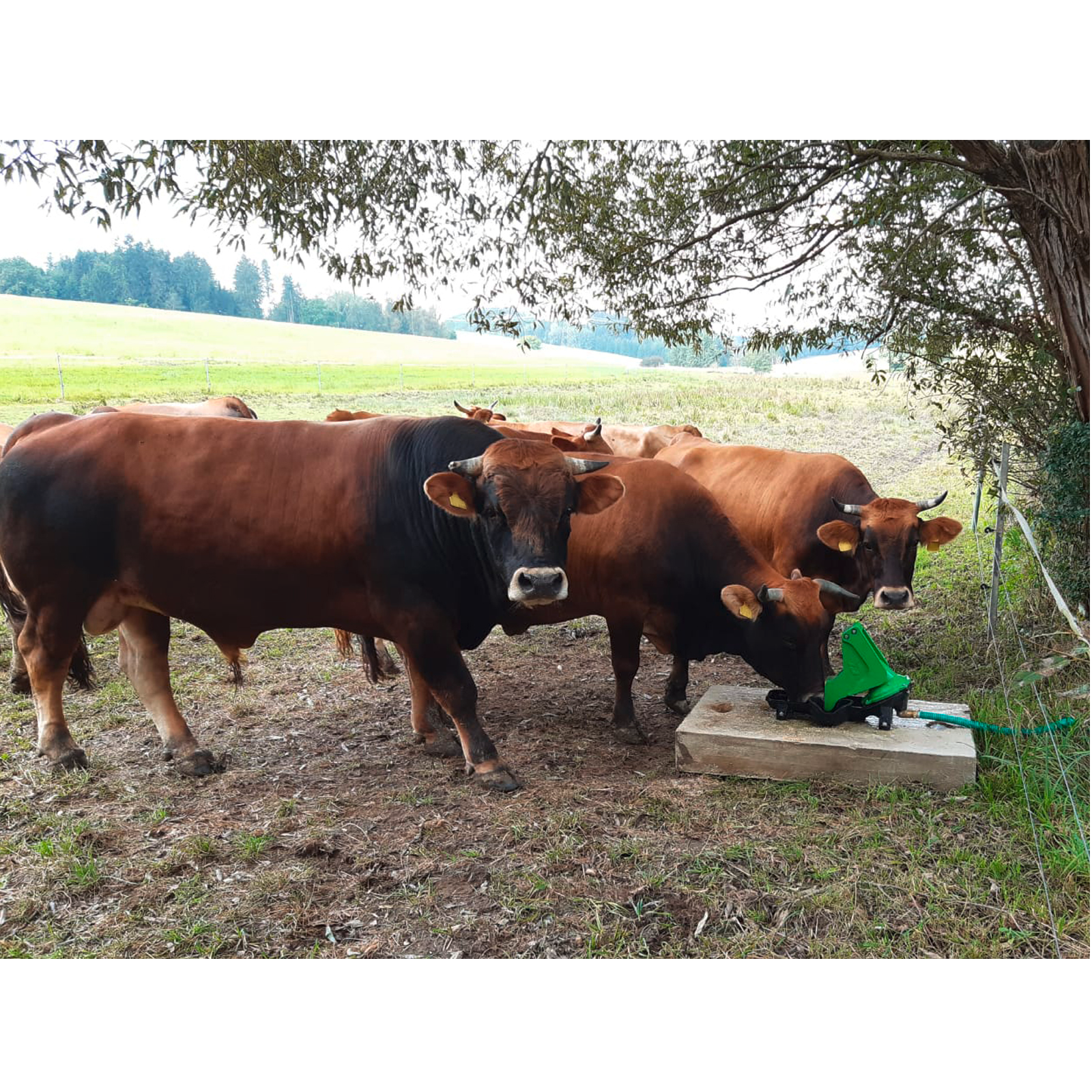 Weidepumpe mit Doppelhubfunktion