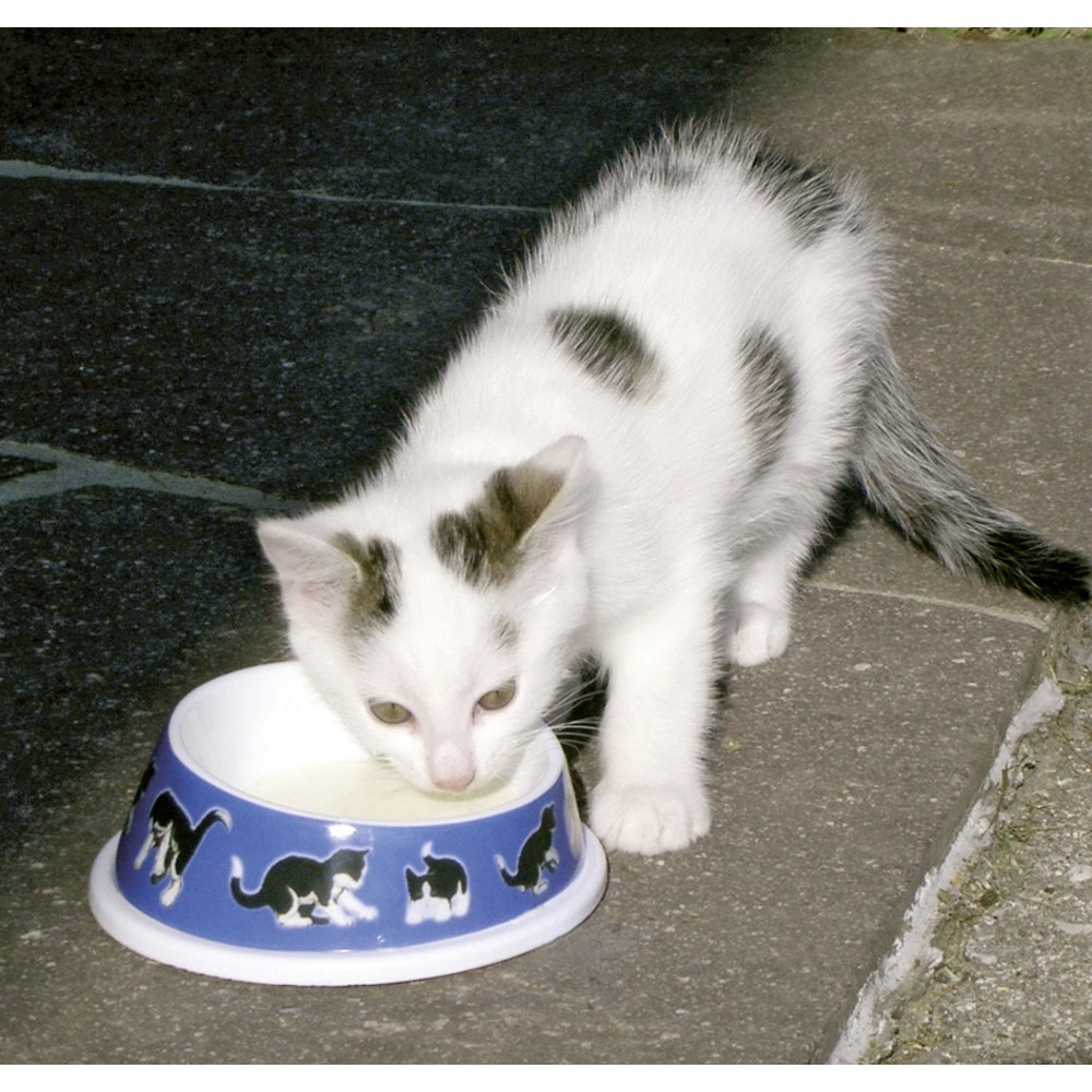 Futternapf für Katzen