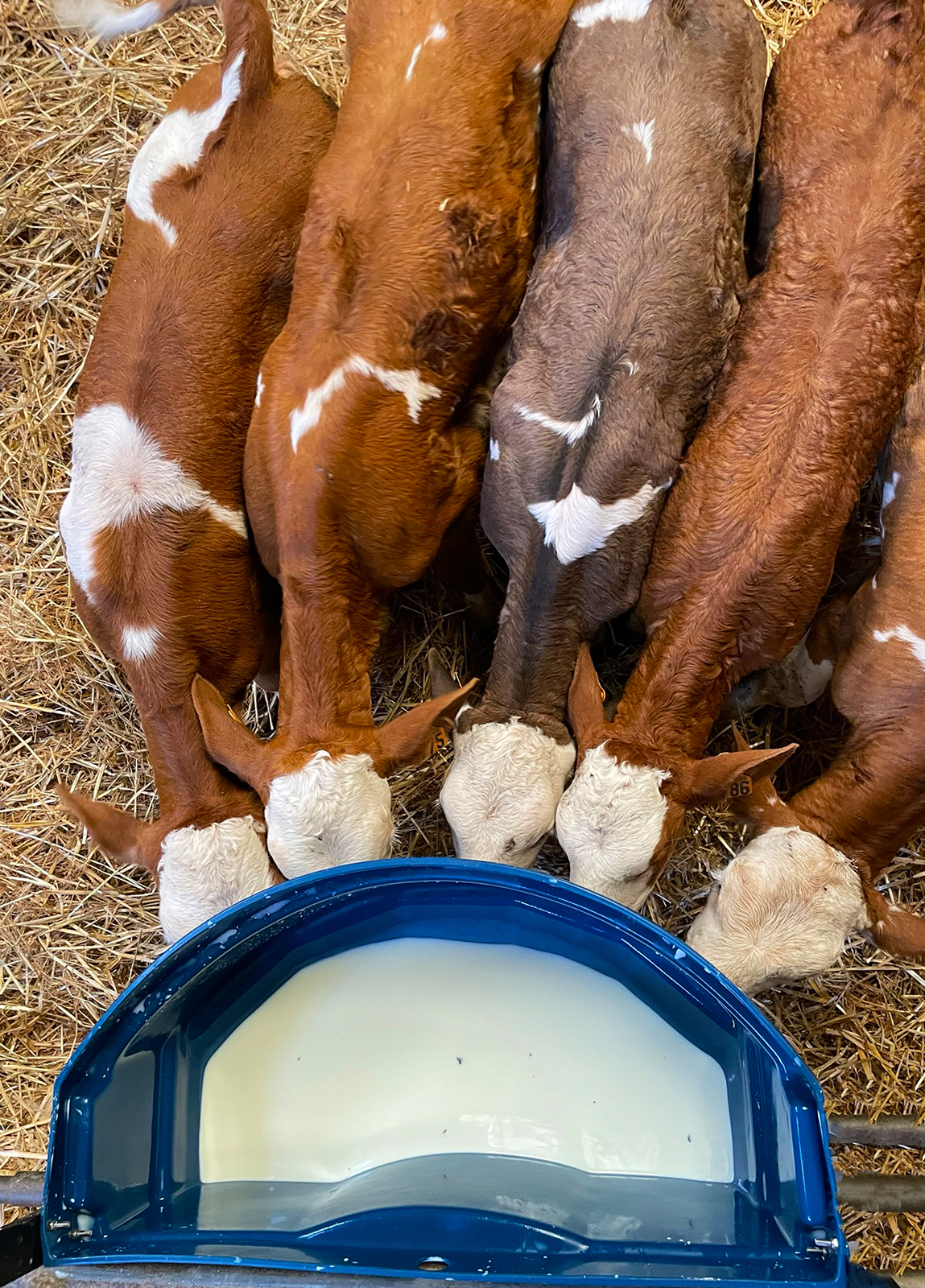 Kälbertränkewanne Calf Buddy 5 - 50 Liter