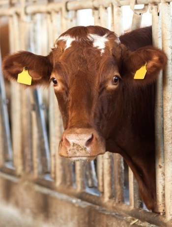 Sorge für das Wohl Deiner Tiere!