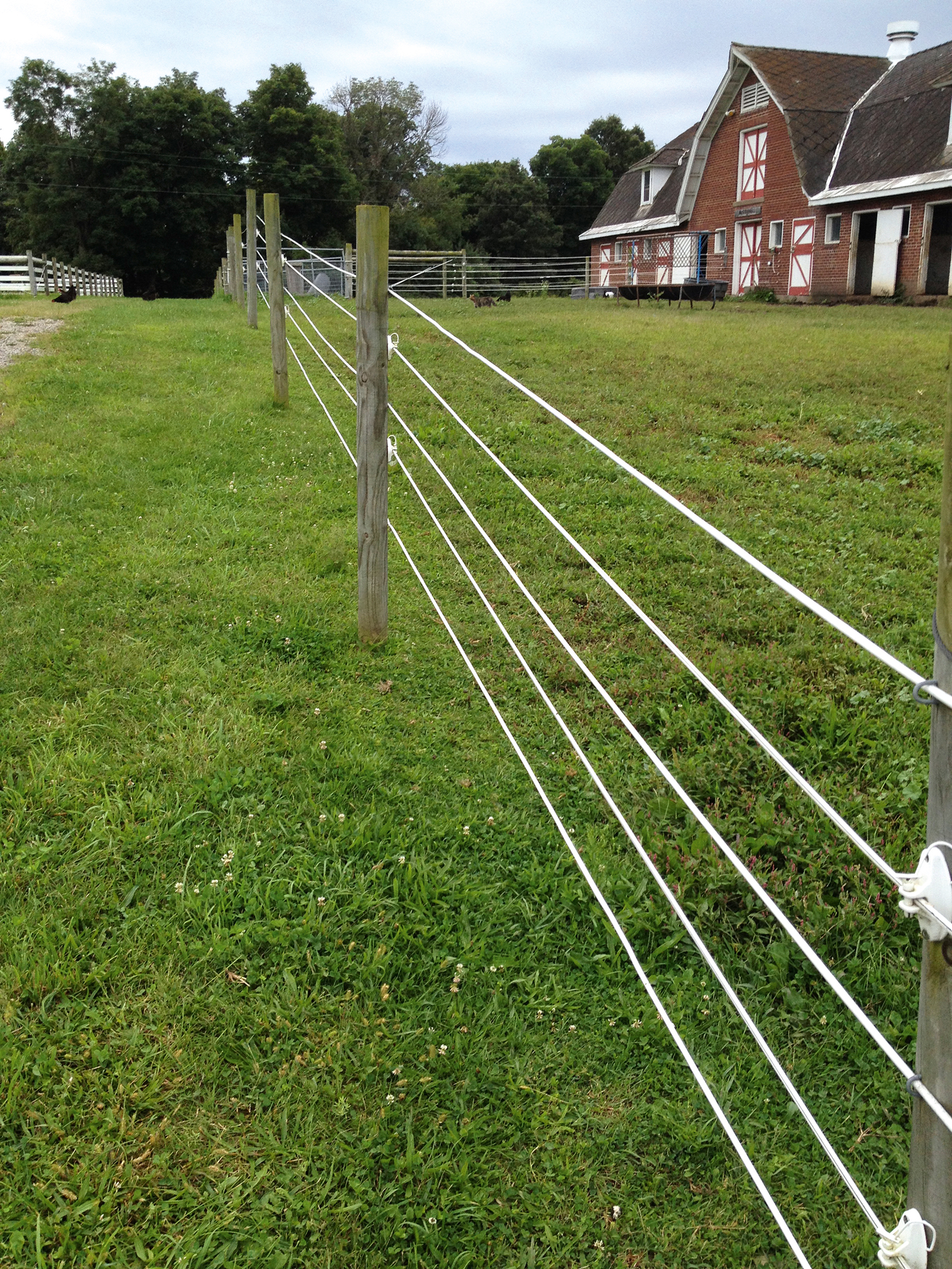 Horse Wire Premium 8 mm / 250 m